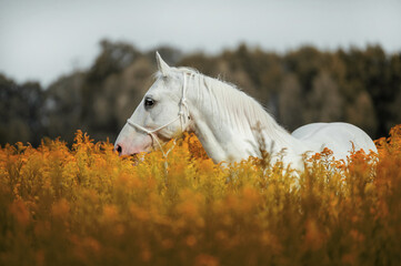 siwy koń w kwiatach - obrazy, fototapety, plakaty