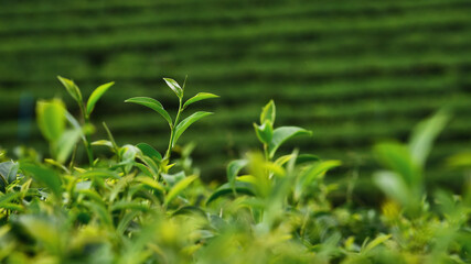 Tea plantation in Chiang Rai, Thailand