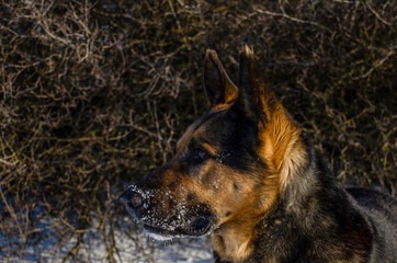 german shepherd dog