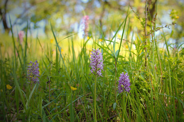 Wild pink orchids (Orchis militaris) against spring tree background in bokeh (Kaiserstuhl, Germany)