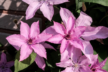 Large-Flowered Clematis (Clematis x jackmanii) in garden