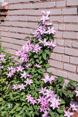 Fototapeta na wymiar Large-Flowered Clematis (Clematis x jackmanii) in garden