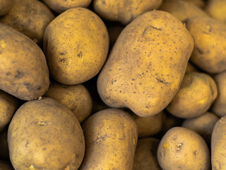 A pile of many dirty unwashed yellow potatoes in ground earth lie on top of each other in a store, supermarket