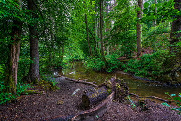 forest river in Altenberg, Germany.