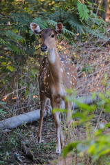deer in the forest