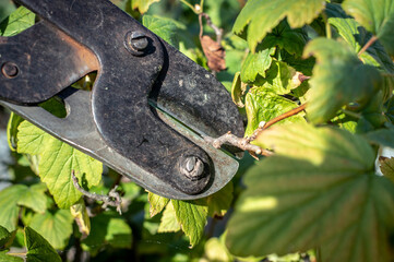 Pruning garden bushes with averruncator or pruning shears. A detailed view of the pruner for...