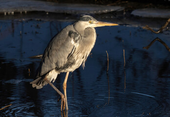Gray heron standing in the water waiting to catch fish.