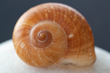 Snail shell