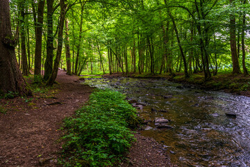 forest river in Altenberg, Germany.