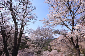 Fototapeta premium 吉野山上千本の満開桜のむこうに中千本の桜が見える