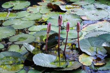 water lilies in the pond