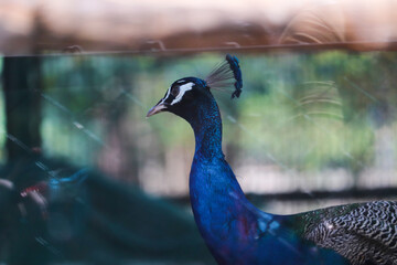 peacock with feathers