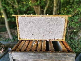 Fototapete bei efototapeten.de bestellen   