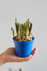 Beautiful blue muscari flowers in the blue pot close up. Mouse hyacinth in the pot.