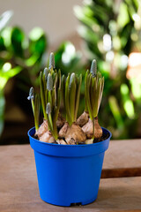Beautiful blue muscari flowers in the blue pot close up. Mouse hyacinth in the pot.