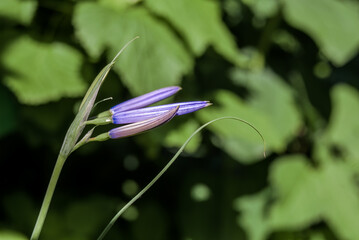 Lavender Mountain Lily (Ixiolirion tataricum) in garden, Central Russia