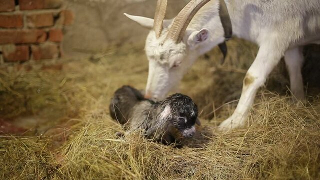 A goat licks a newborn kid.