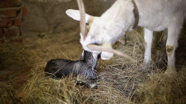 A goat licks a newborn kid.