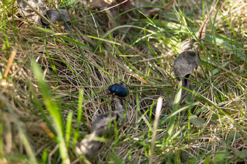 Käfer im Gras eines Gartens