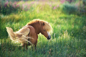 horse in the field