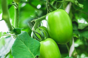 Green tomatoes on a branch in a greenhouse close-up.