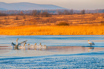 beautiful swans on the winter lake