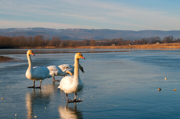 beautiful swans on the winter lake