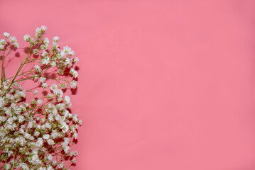 delicate small white flowers on a pink background