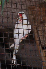 white bird in cage