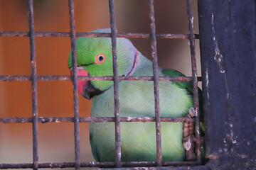 parrot in cage