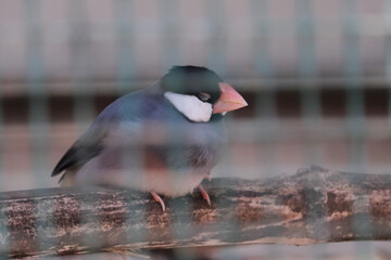 little red nose bird