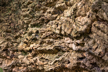 Close-up of the trunk of a Cork Oak (Quercus suber), Arundel Castle gardens, West Sussex, England, UK