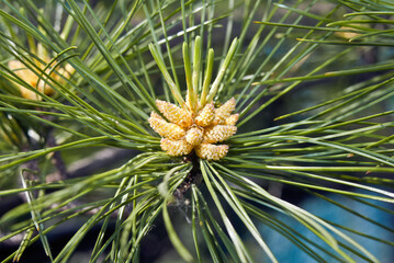 Naklejka na ściany i meble Korean Pine (Pinus koraiensis) in garden, Moscow region, Russia