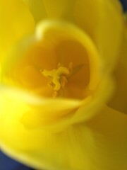 yellow tulip flower pistil close up