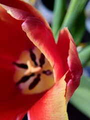 red tulip flower with yellow stripes 