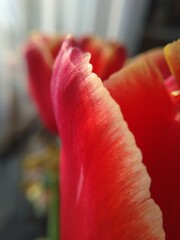 tulip petal edge close up