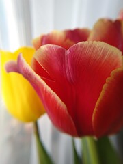 red and yellow tulips
