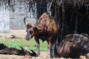 african buffalo in the wild