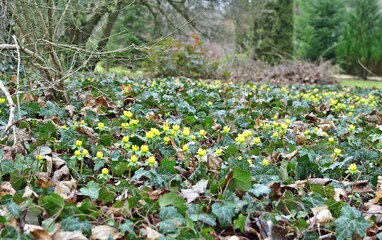Obraz premium Winterling (Eranthis hyemalis) im Park