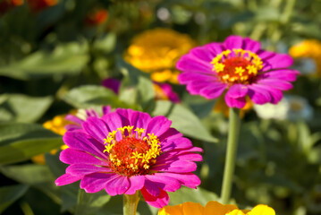 Obraz premium Common Zinnia (Zinnia elegans) in garden