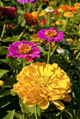 Common Zinnia (Zinnia elegans) in garden