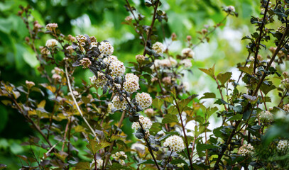 Bush of white flowers Physocarpus opulifolius diabolo or Ninebark with purple leaves on blurred green garden background. Selective focus. Flower landscape, nature  concept