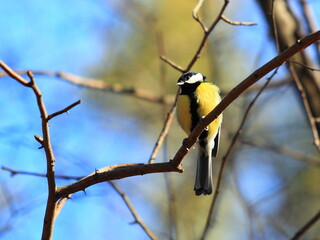 a bird on a branch of a tree