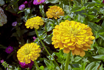 Common Zinnia (Zinnia elegans) in garden