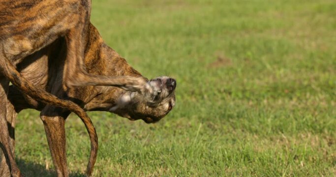 Spanish Greyhound Galgo dog scratching its muzzle on the grass and standing slow motion