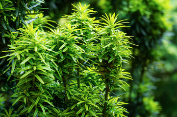 Vertical dark green with yellow stripes branches of yew Taxus baccata Fastigiata Aurea (English yew, European yew) with water drops as natural background. Selective focus. Nature concept for design