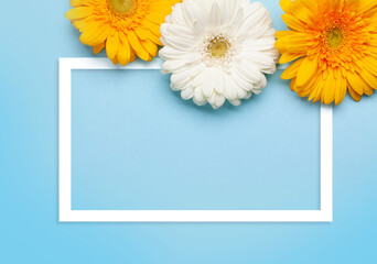 Colorful gerbera flowers