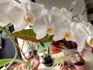orchidea in appartamento dietro la finestra