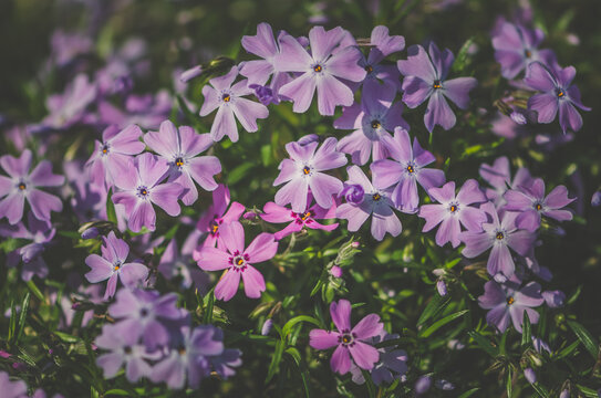 tiny pink spring phlox flowers background