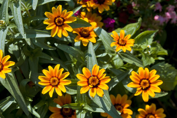 Mexican Zinnia (Zinnia haageana) in garden